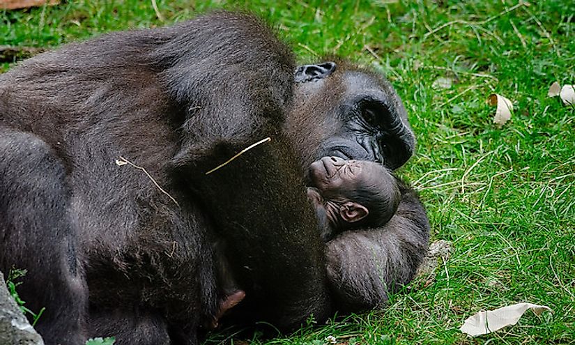 A mother gorilla cuddles her sleeping baby.