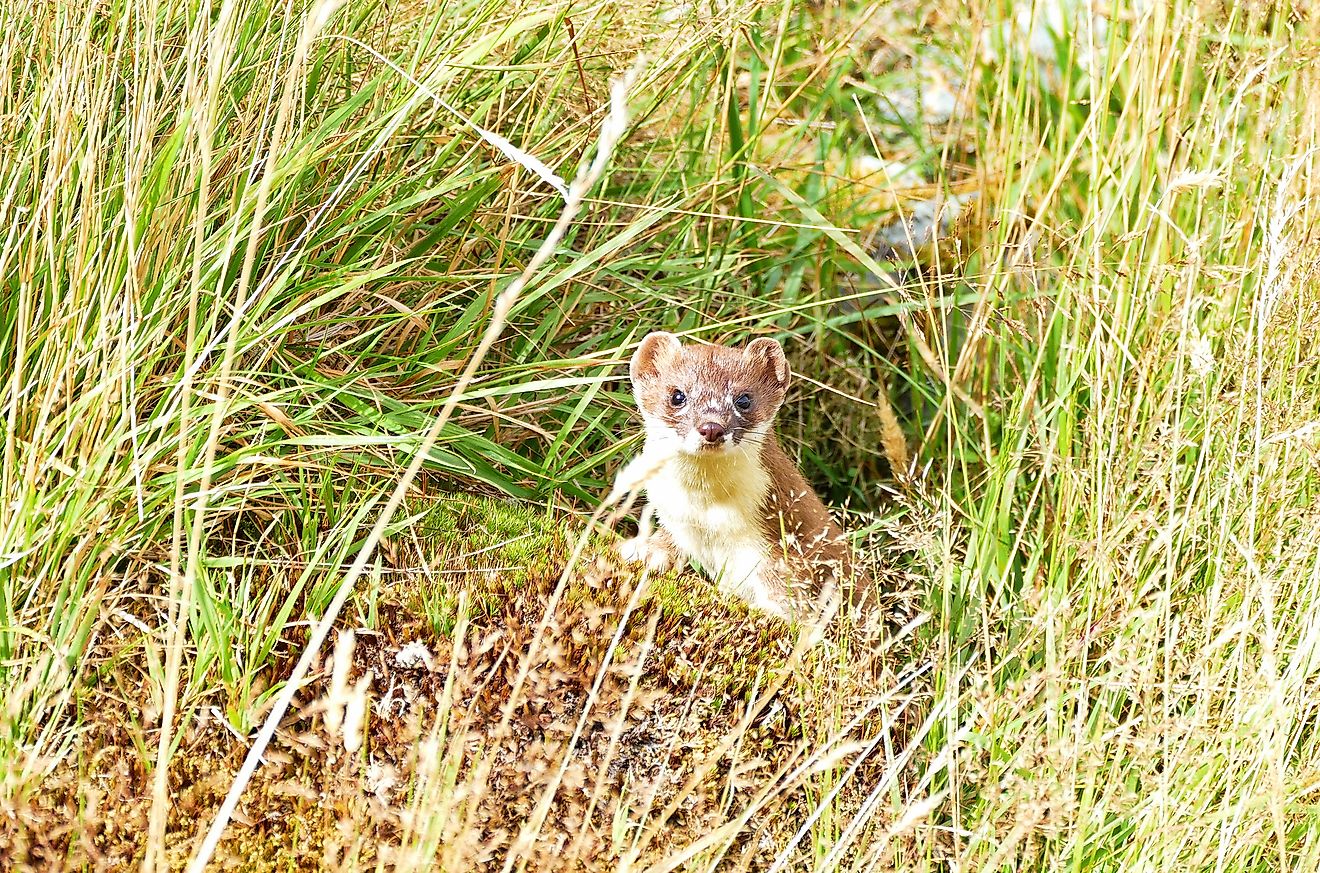 A curious wild Stoat on the Hooker Valley track, Mount Cook, New Zealand. Image credit: The Nomadic Pear/Shutterstock.com