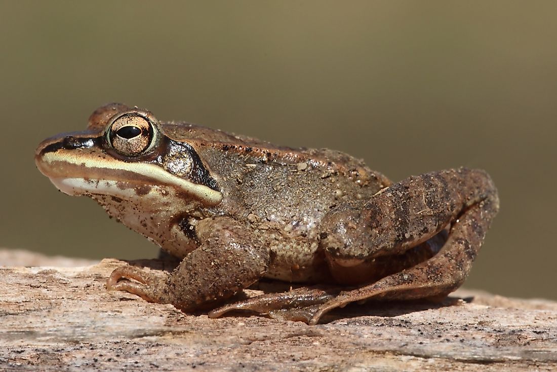 During winter, the wood frog (Rana sylvatica) can be easily mistaken for a dead animal.