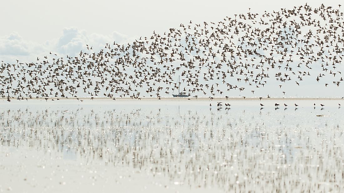 A large flock of migrating birds. 