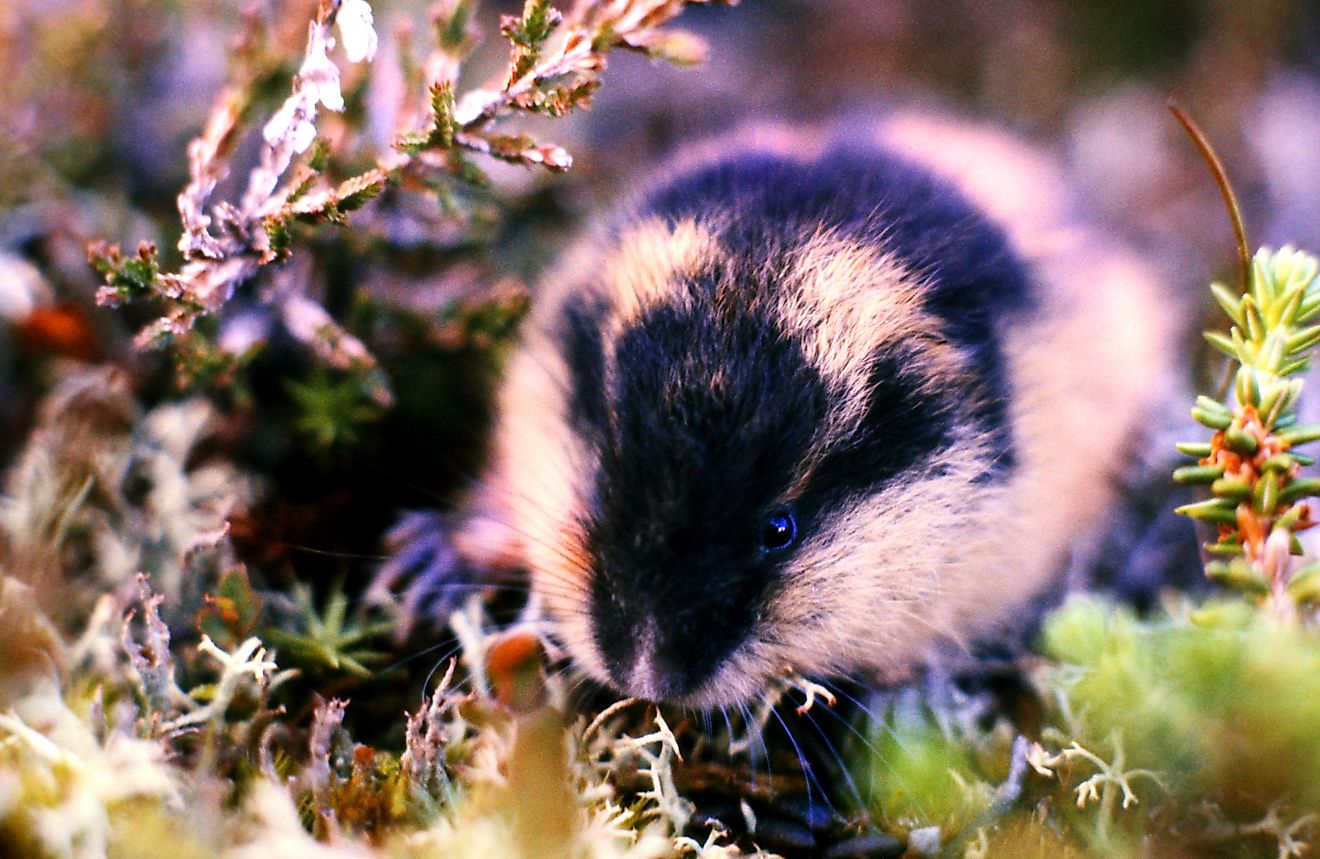 A Lemming feeds in the Swedish mountains.