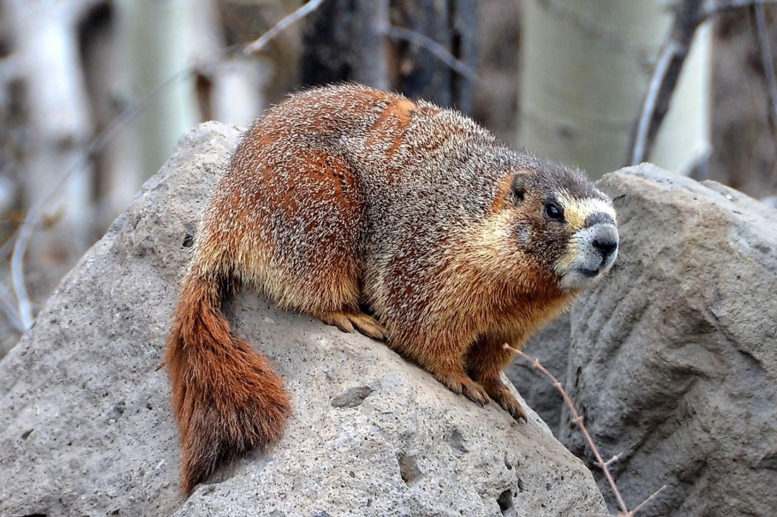 The Vancouver Island marmot is an endangered species. 