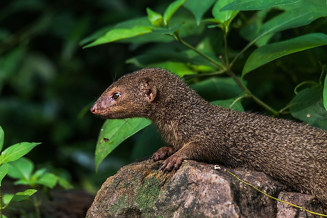 An Indian mongoose in Hawaii.