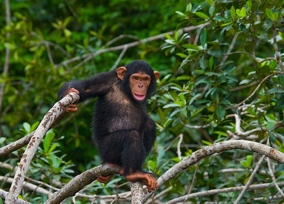 A baby chimpanzee in the famous Conkouati-Douli National Park in the Republic of the Congo. 