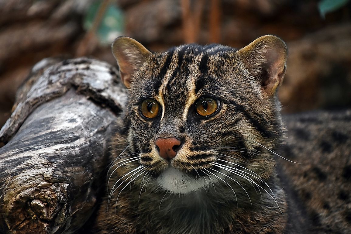 Although fishing cats resemble house cats, they possess some qualities that could be considered uncharacteristic of the common pet, such as a love for water and wetlands. Photo credit: shutterstock.com.