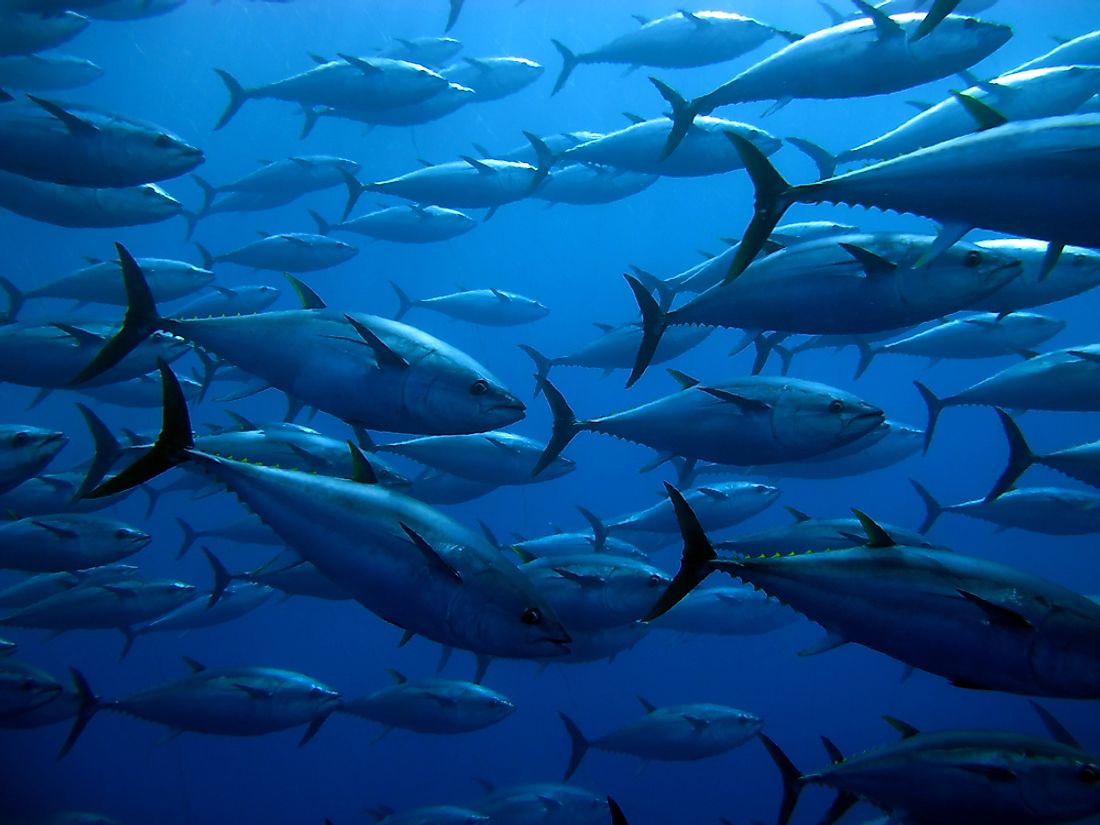 A majority of fish consumed and exported is tuna. 