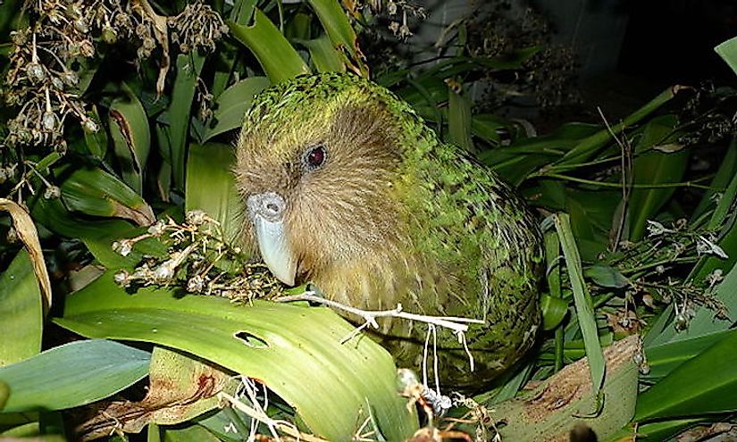 Sicocco, a famous adult male kakapo, a representative of one of the rarest species of birds on our planet.