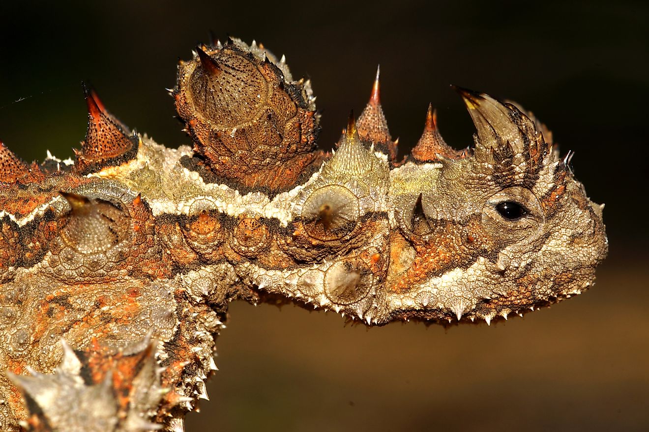The thorny devil found in the Australian deserts store water in their layered scales and hence can go without water for long periods. Image credit: anjahennern/Shutterstock.com
