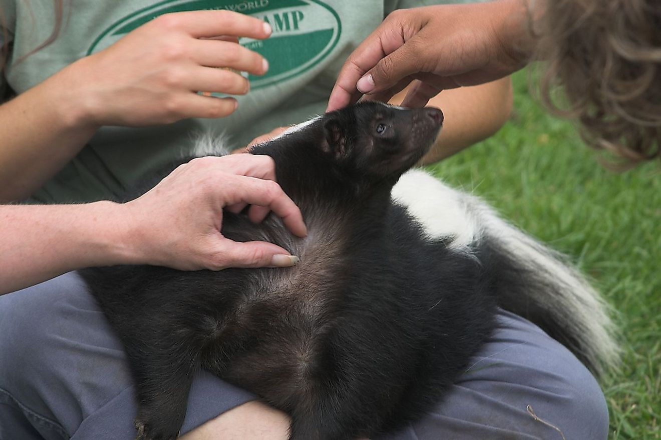 Scent glands are usually removed from skunks to take them as pets and avoid their stink. However, it is always best to animals as nature created them. Image credit: Gary J. Wood/Wikimedia.org