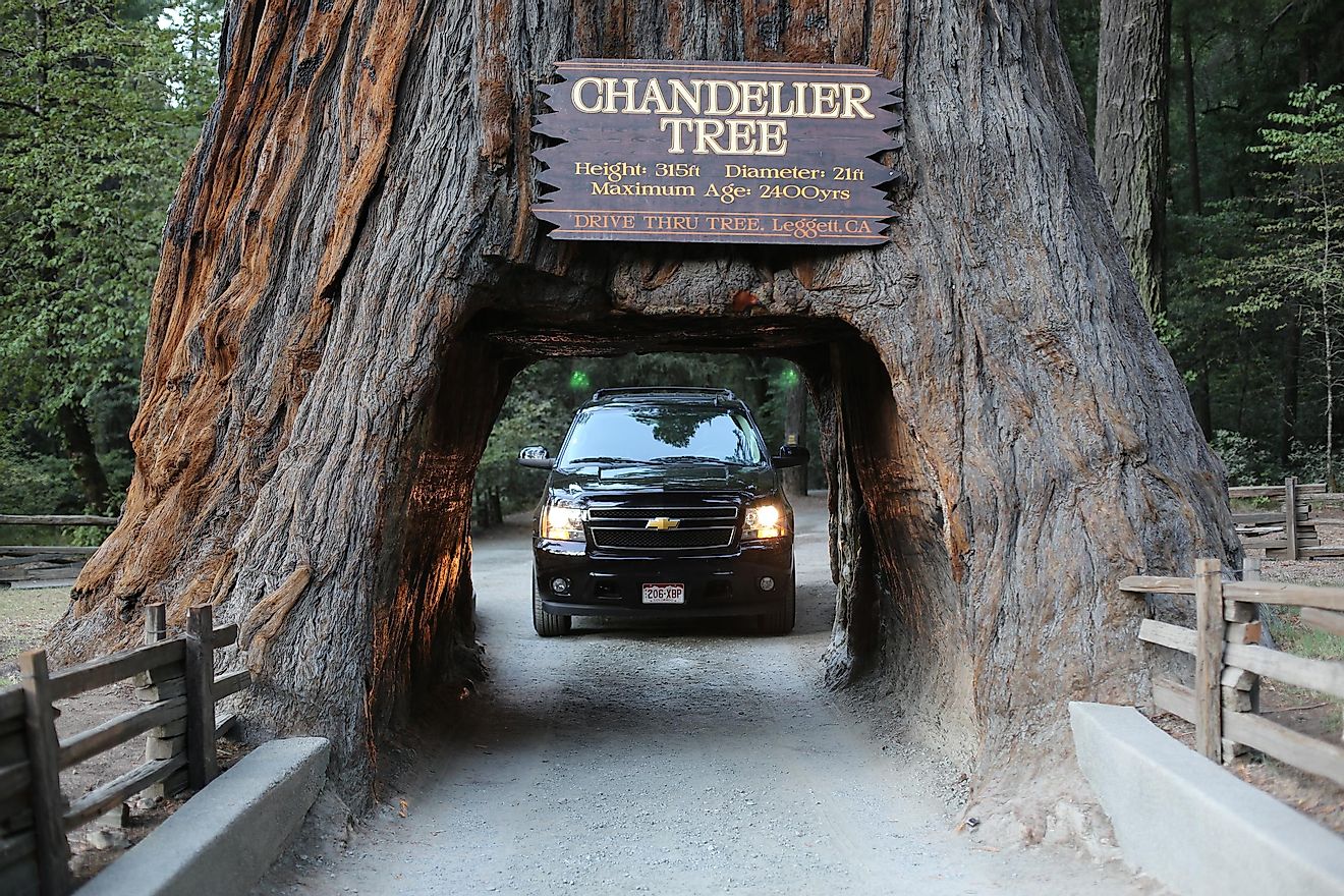 Chandelier Tree spans 16 feet. Editorial credit: Traveller70 / Shutterstock.com