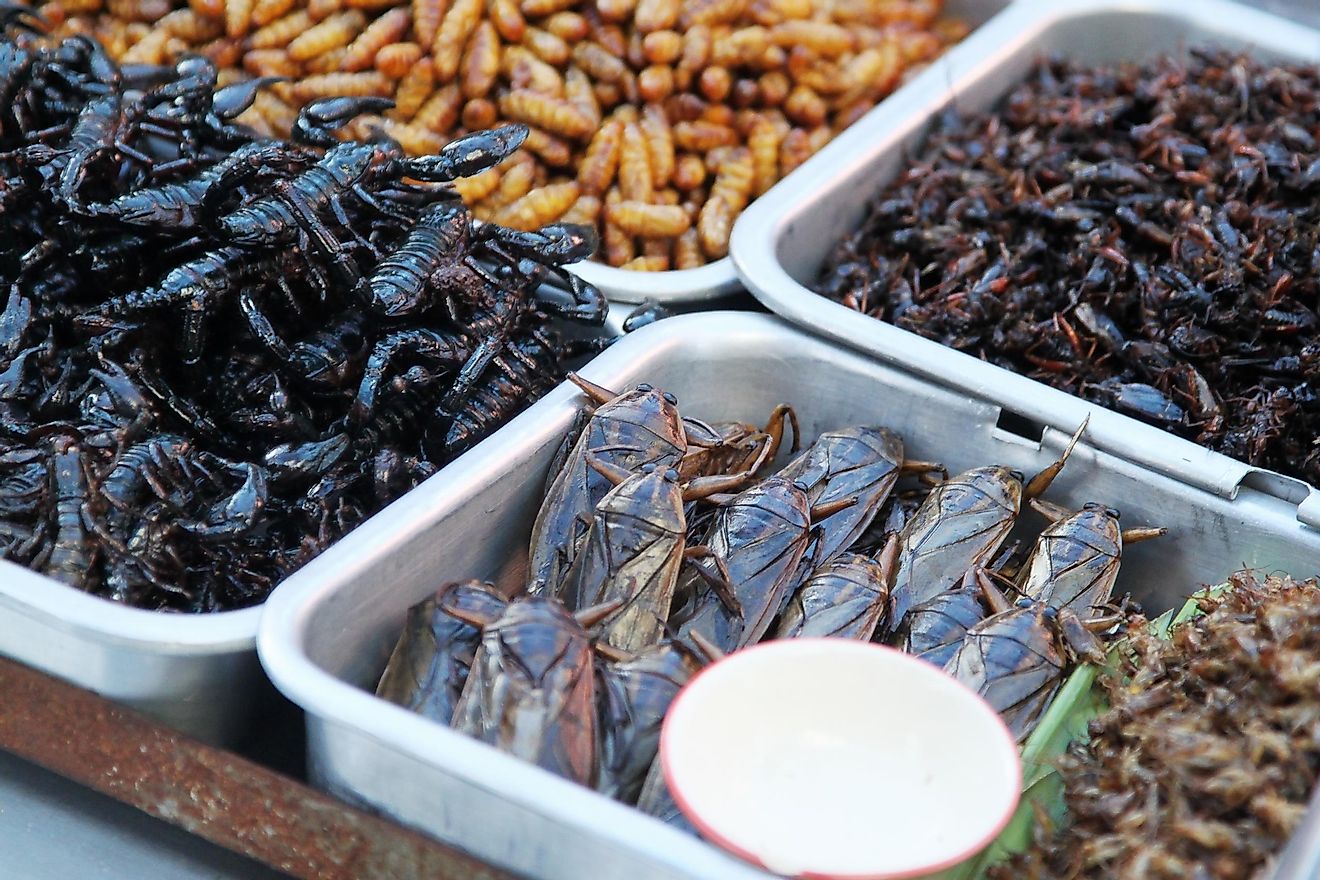 Insects as food.