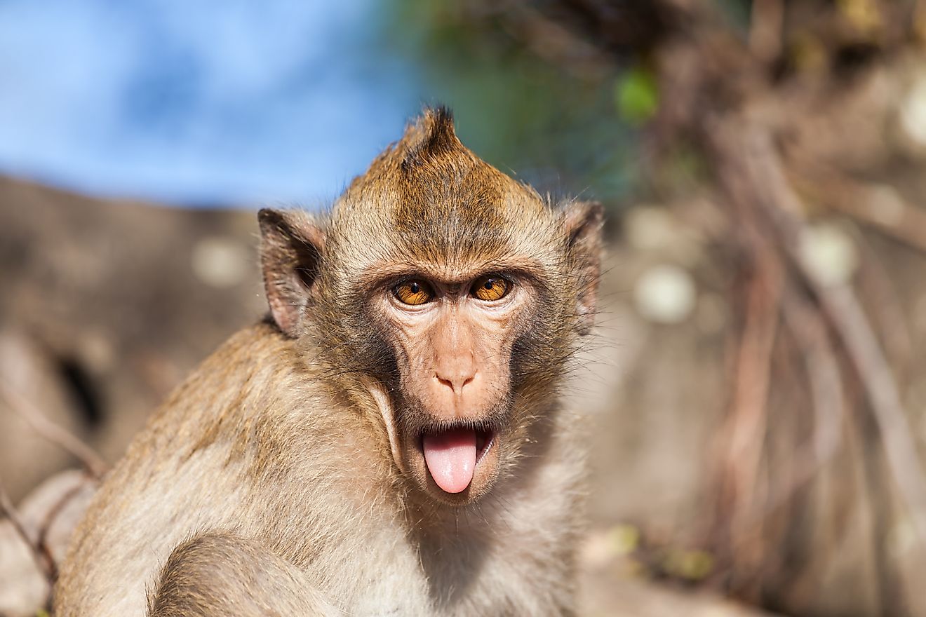 Facial expressions help Rhesus macaques communicate. At times, these gestures have hilarious results.