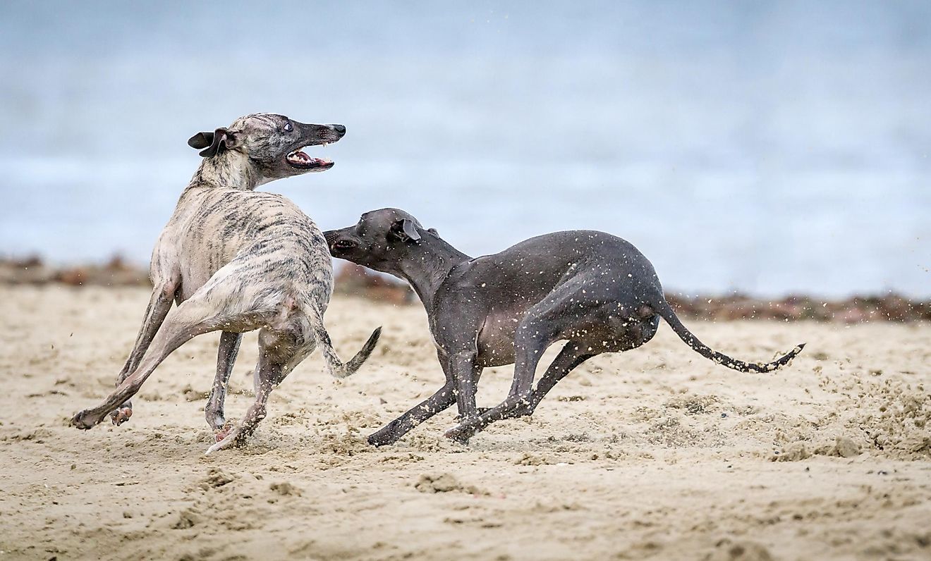 The Greyhound is the fastest dog breed. Photo by Mark Galer on Unsplash