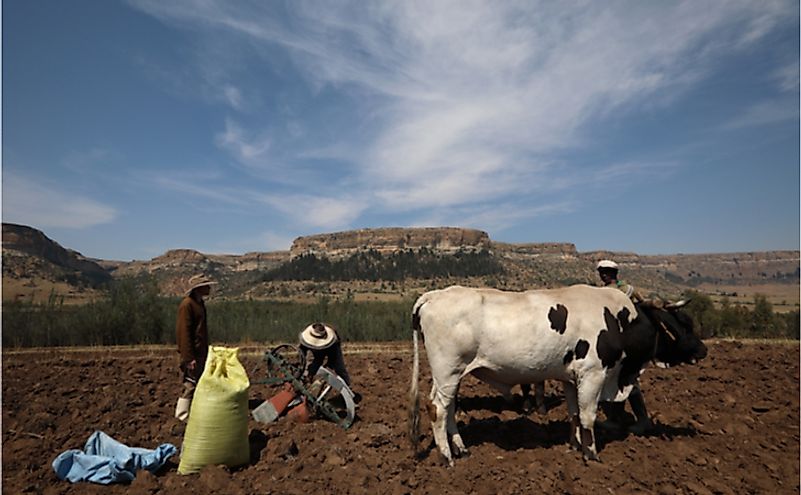 Three Sotho farmers (unidentified) with their two oxen in a field where they plough. November is the plant season for maize in Lesotho. Editorial credit: KobusSmit / Shutterstock.com