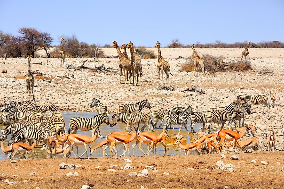 Wildlife in Namibia. 