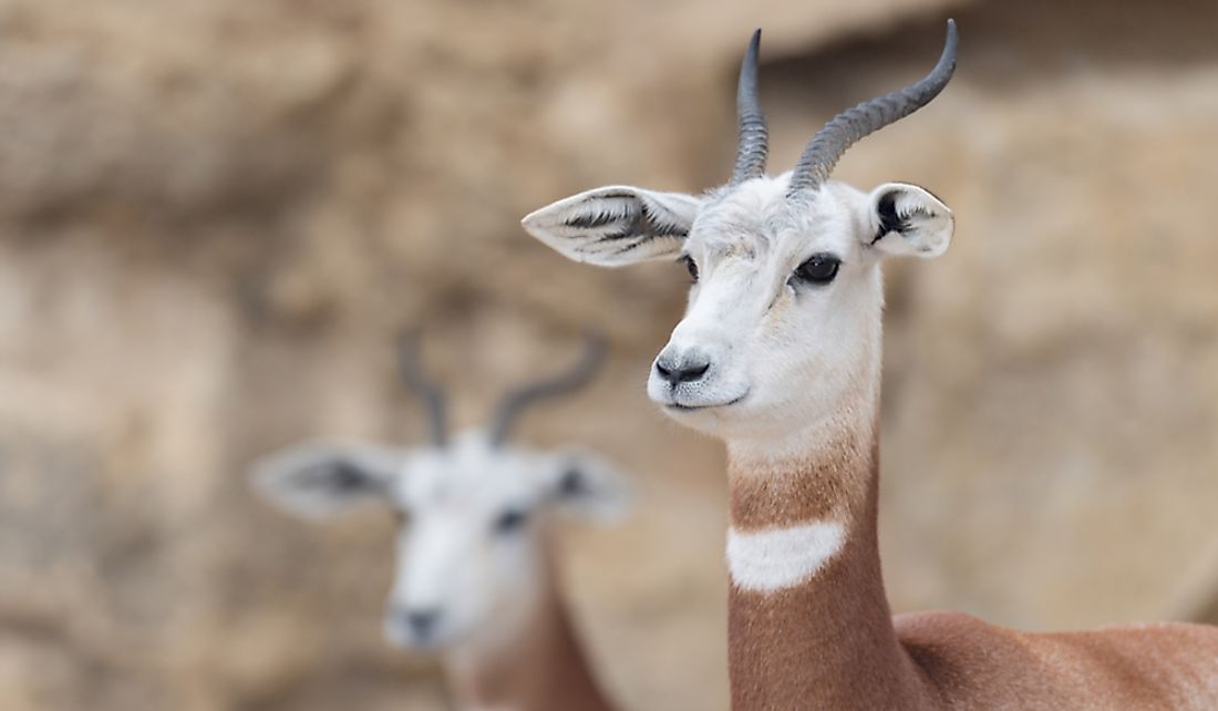 The Dama Gazelle is a critically endangered species.