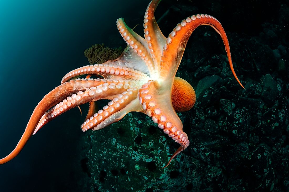 An octopus in the East Sea. 