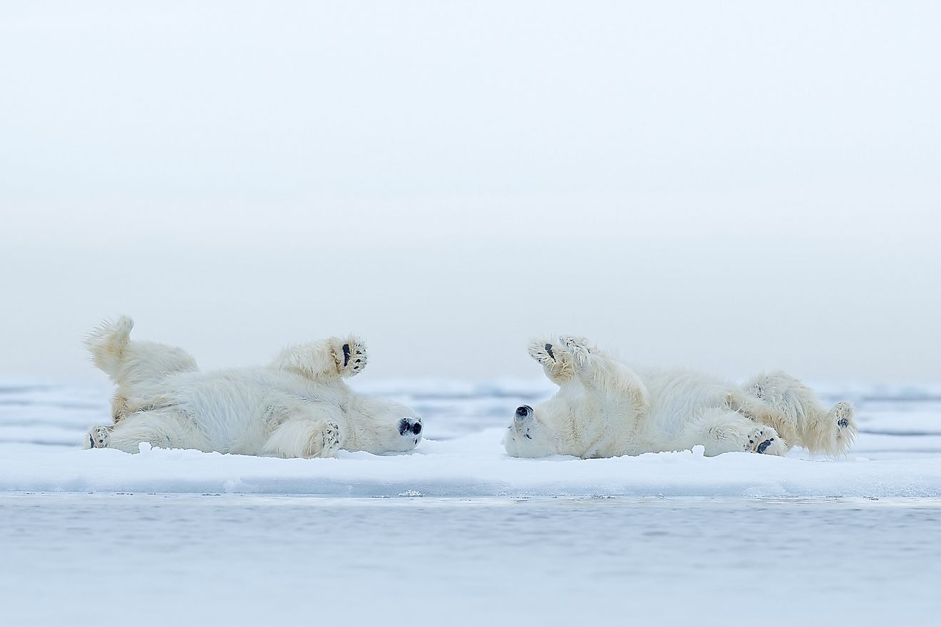 Two playful polar bears on Arctic ice. Image credit: Ondrej Prosicky/Shutterstock.com