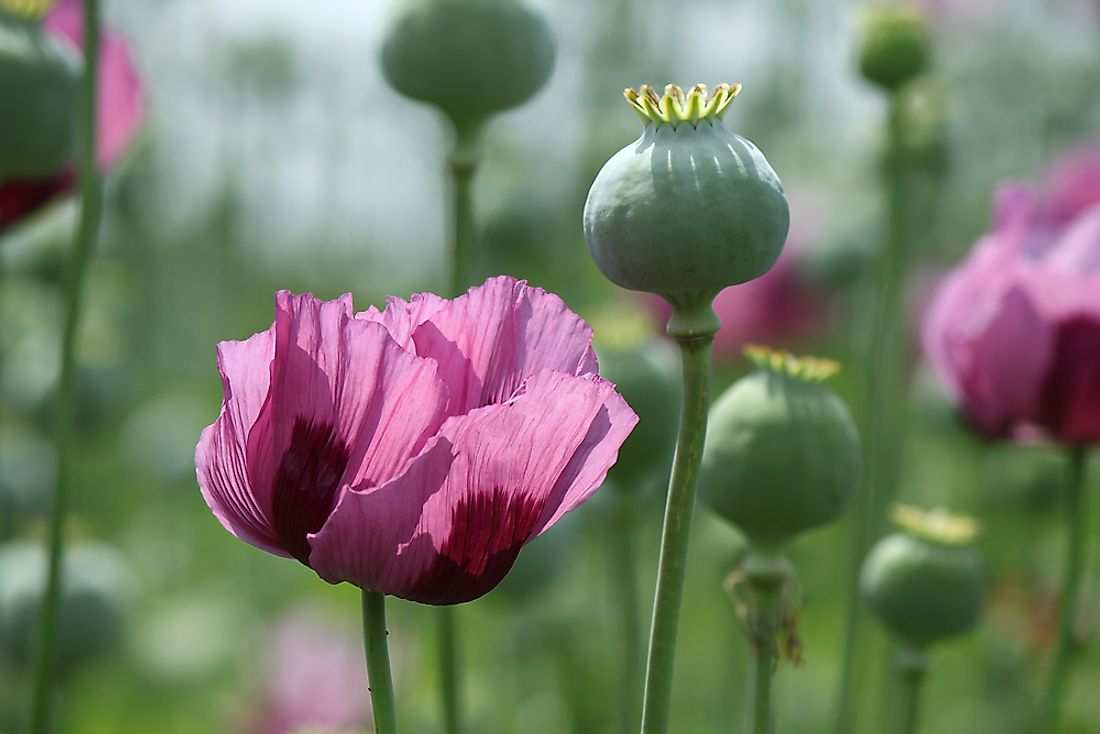 The materials for the manufacture of opiates are sourced from opium poppy. 
