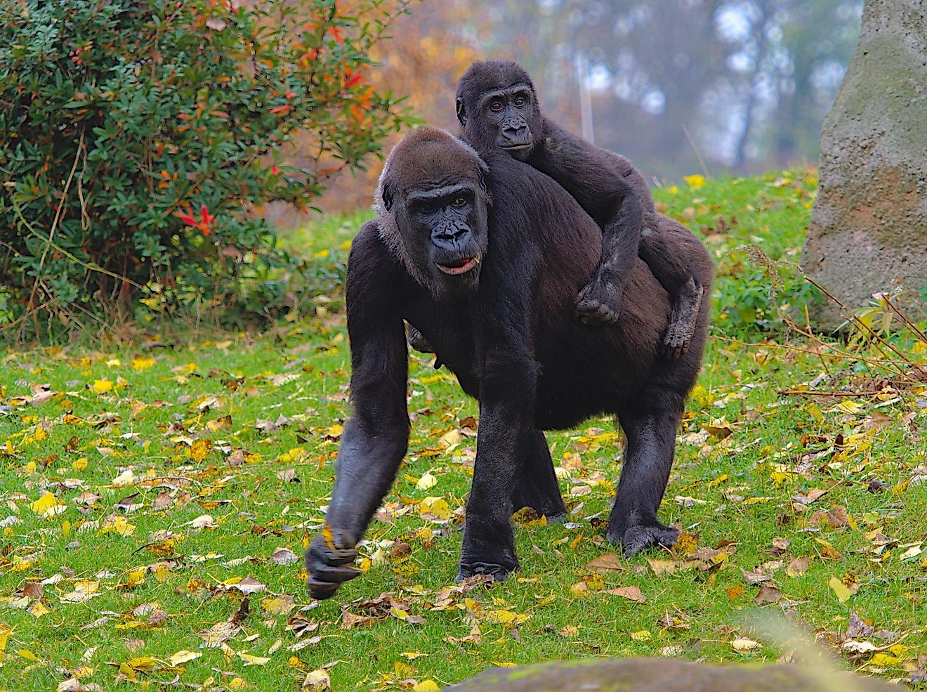A gorilla walking with its offspring on the back.