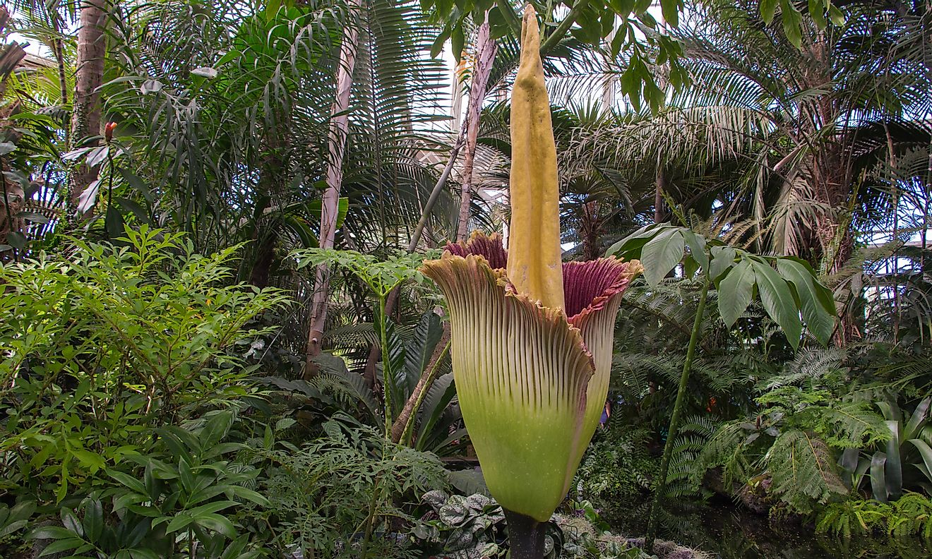 The titan arum’s flower can reach a height of up to 10 feet.