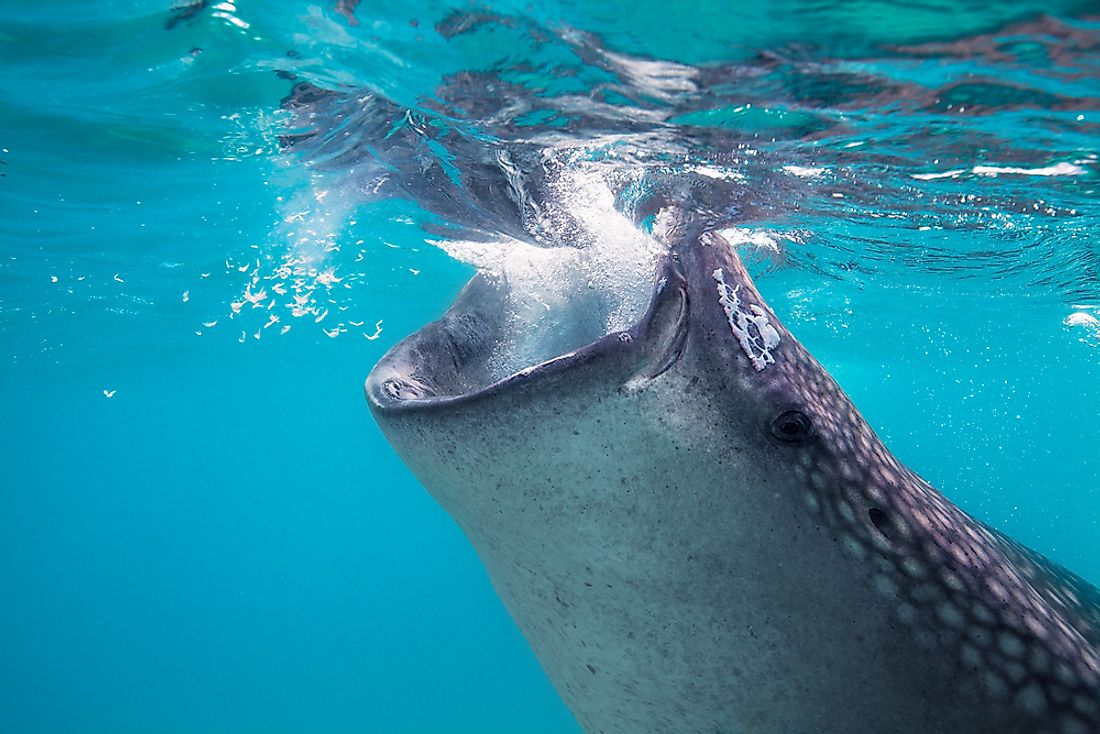 Whale Sharks are famous filter feeders. 