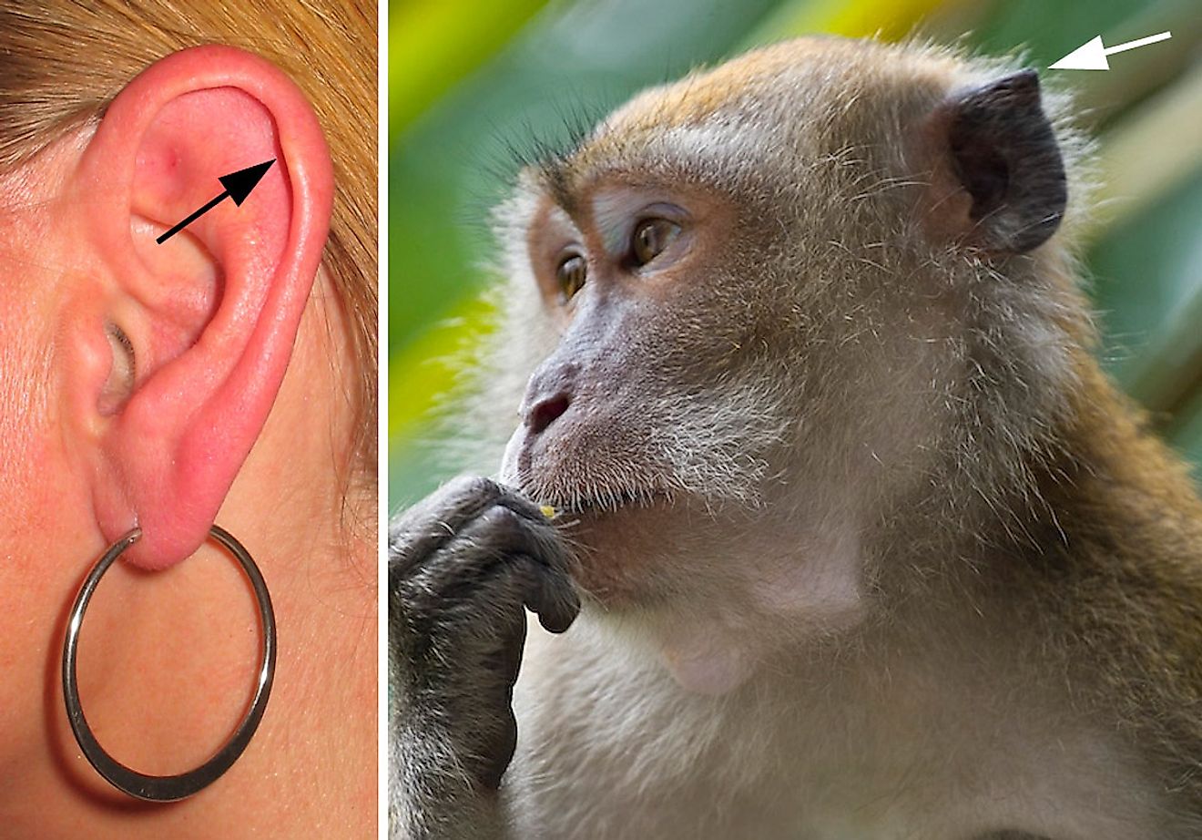 The muscles connected to the ears of a human do not develop enough to have the same mobility allowed to monkeys. Arrows show the vestigial structure called Darwin's tubercle. Image credit: Wikimedia.org
