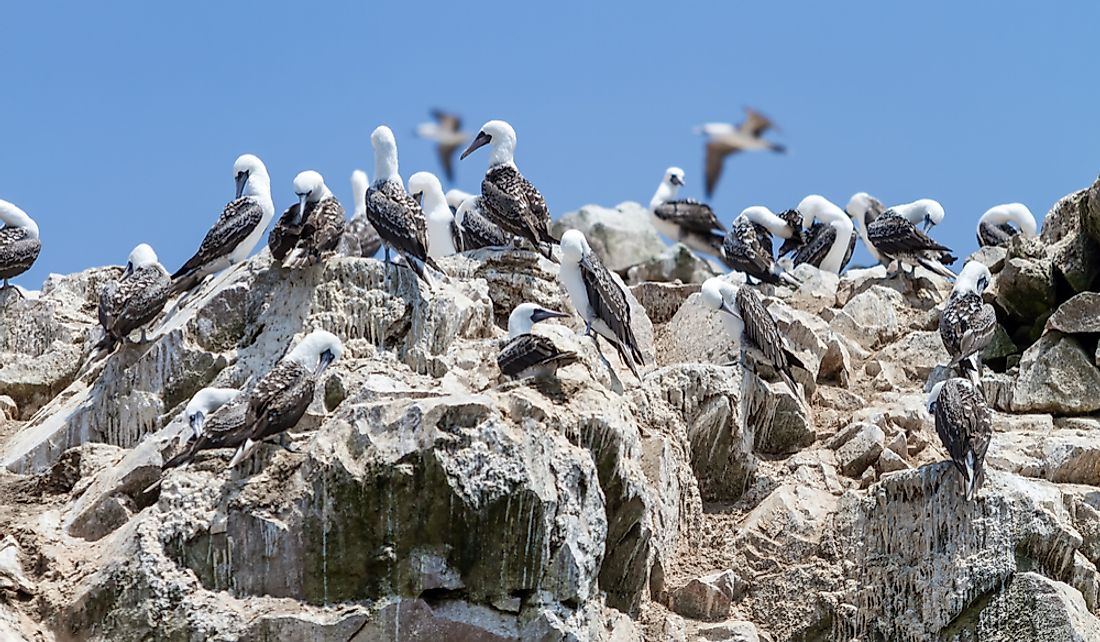 Peruvian Boobys on the guano covered rocks of the Ballestas Islands, Peru. 
