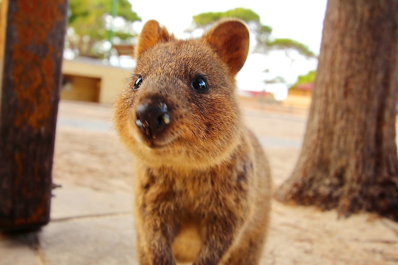 The Quokka is a small species of marsupial mammals in the Family Macropodidae, which also includes kangaroos and wallabies.