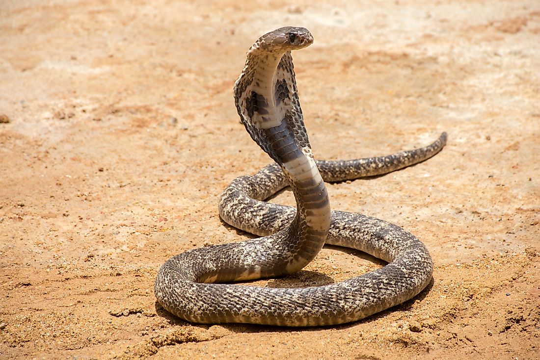 The population of the king cobra is suffering due to habitat loss and hunting. 