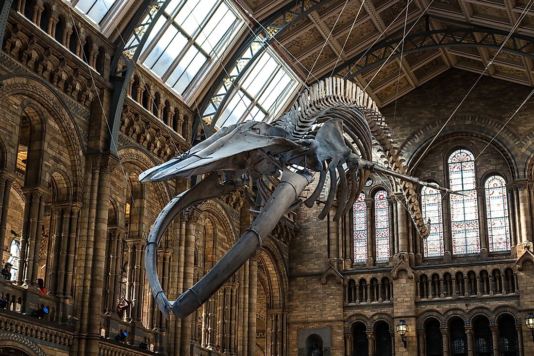 Skeleton of a blue whale on display at the Natural History Museum in London. Editorial credit: Jaroslaw Kilian / Shutterstock.com