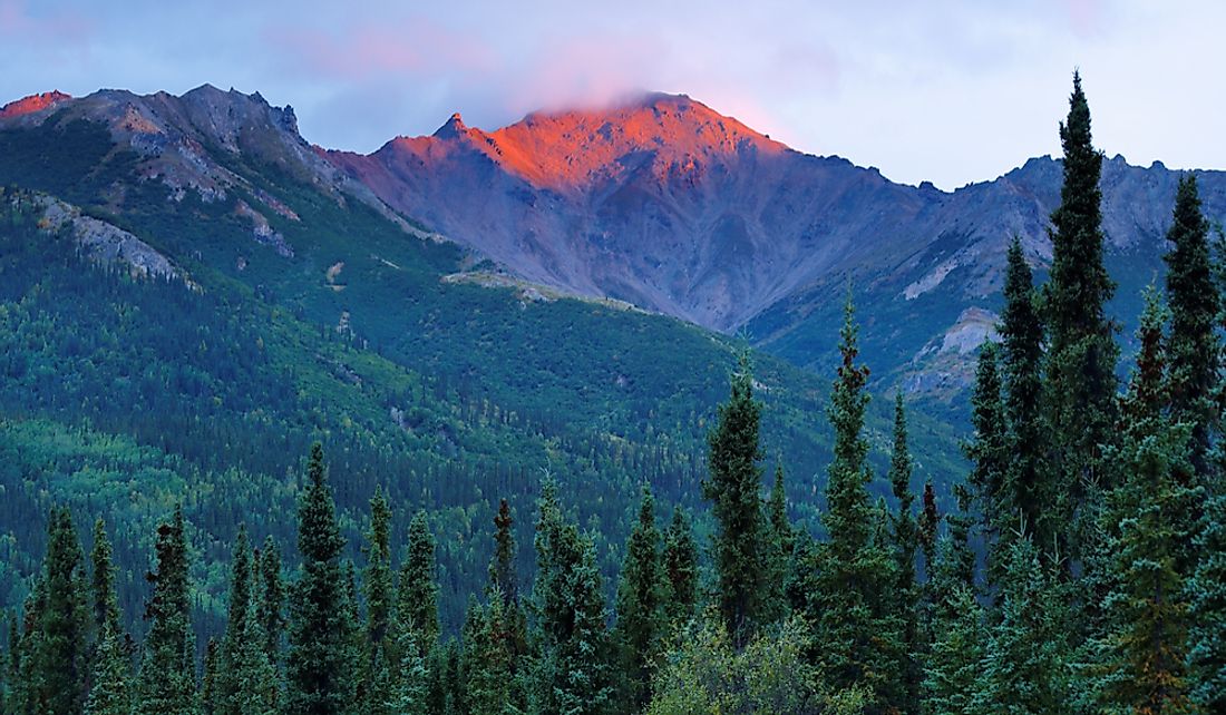 Sunrise over the spruce forests and mountain peaks of Denali National Park and Preserve in Alaska.