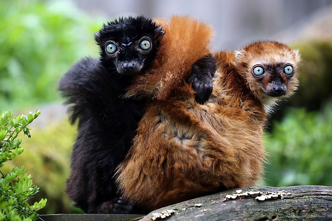 The blue-eyed black lemur is an endangered species in Madagascar. 