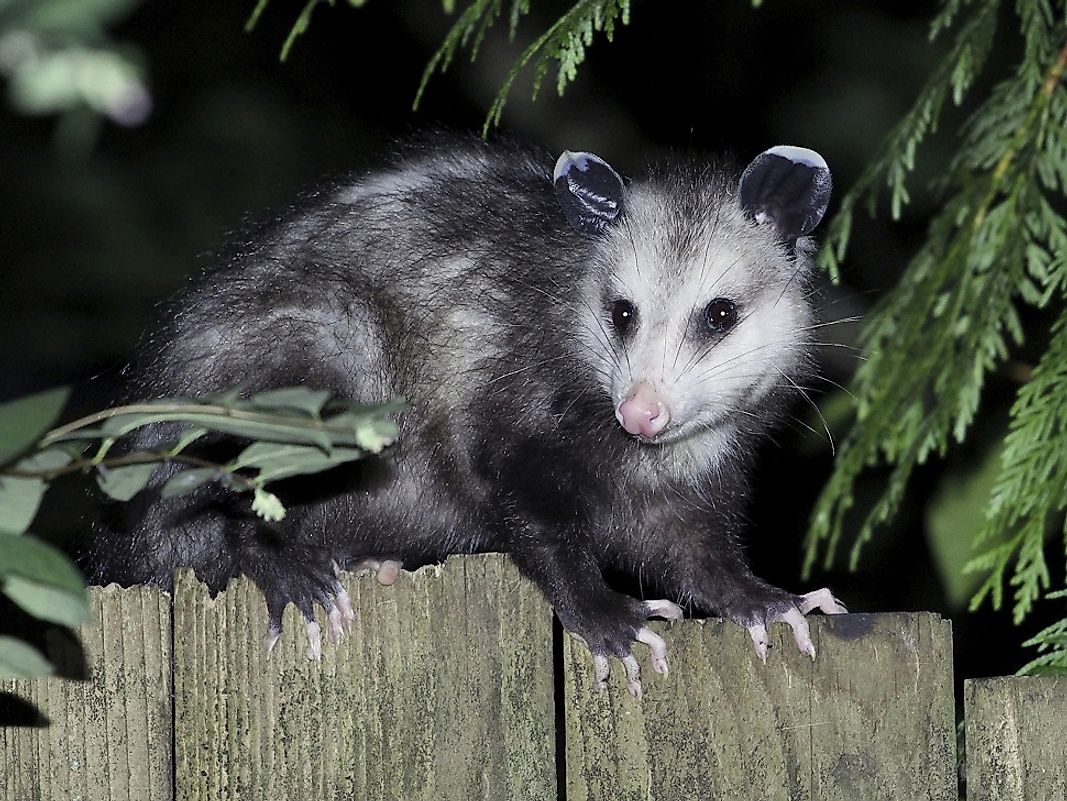 Nocturnal Virginia opossums are commonly seen pilfering through human trash and being struck by motor vehicles in the Southeast U.S.