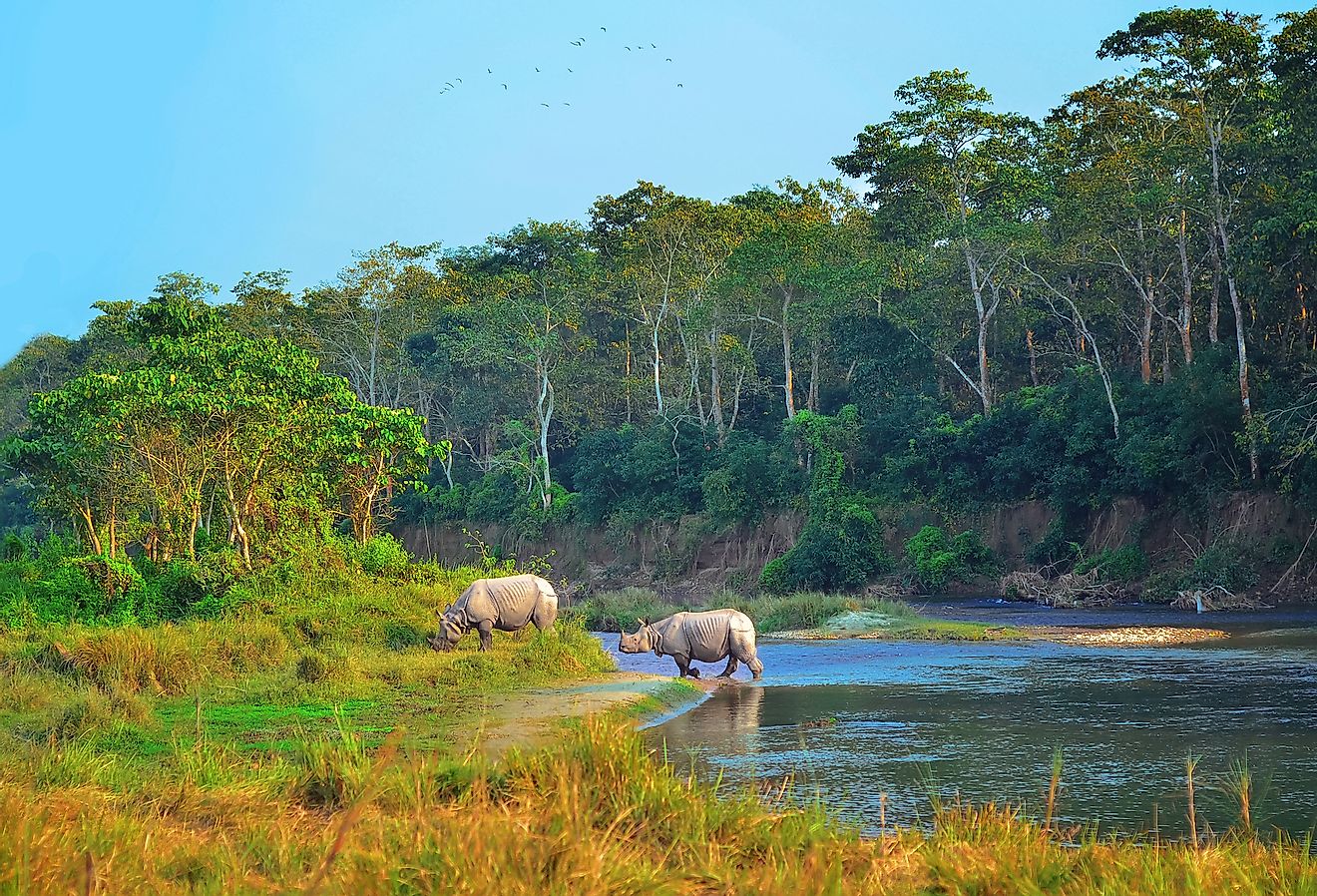 Indian rhinos in Chitwan National Park in Nepal. Image credit: Natalia Maroz/Shutterstock.com