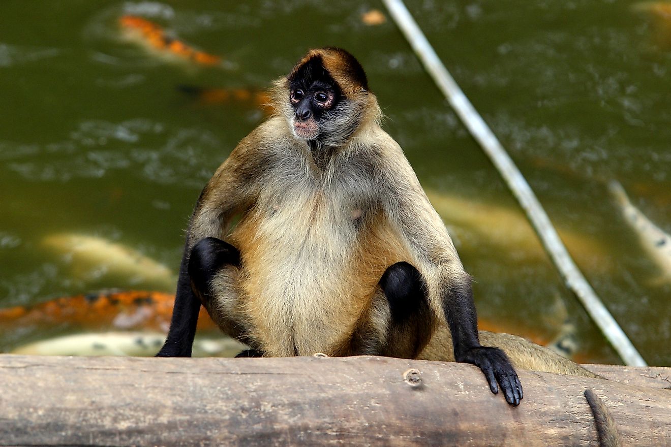 The brown spider monkey can be found in Colombia. 