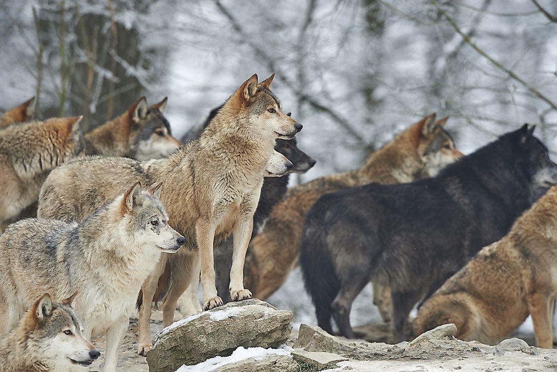 Wolves often travel in packs. 