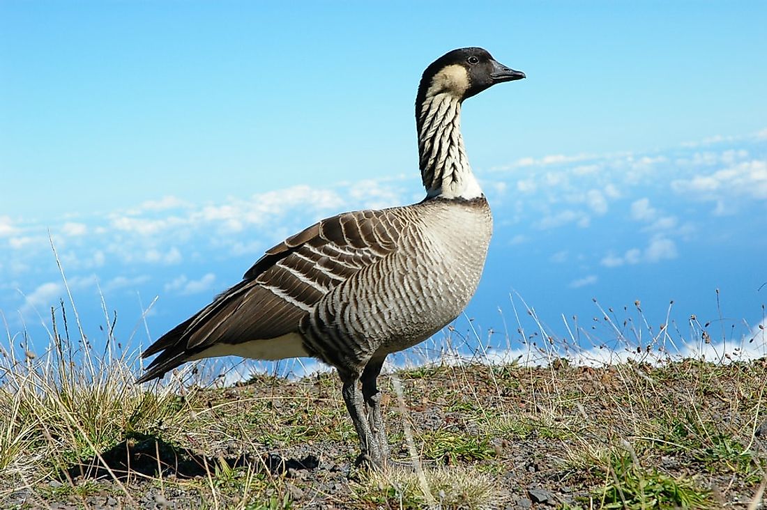 The Hawaiian geese or nene is the world's rarest species of geese. It is the state bird of Hawaii. 