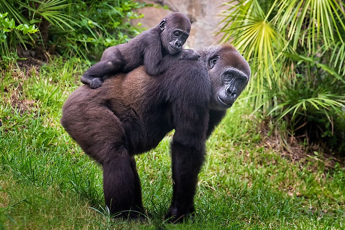 Gorillas are social animals, living in large family groups. 