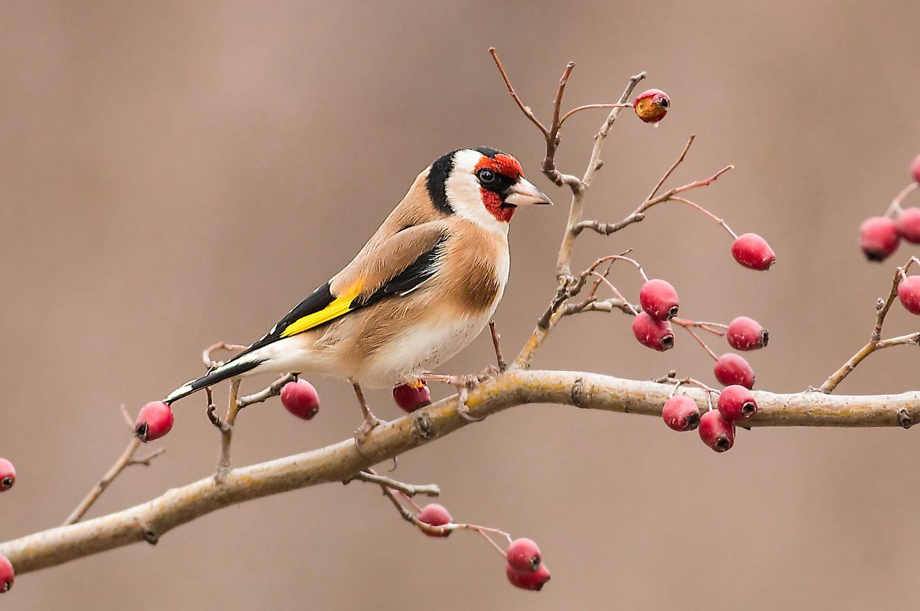 Goldfinch sitting on a branch.