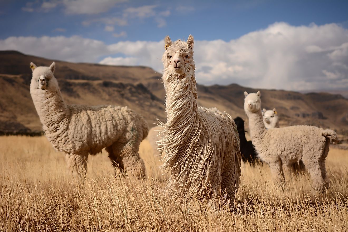 Llamas (Alpaca) in Andes Mountains, Peru, South America.