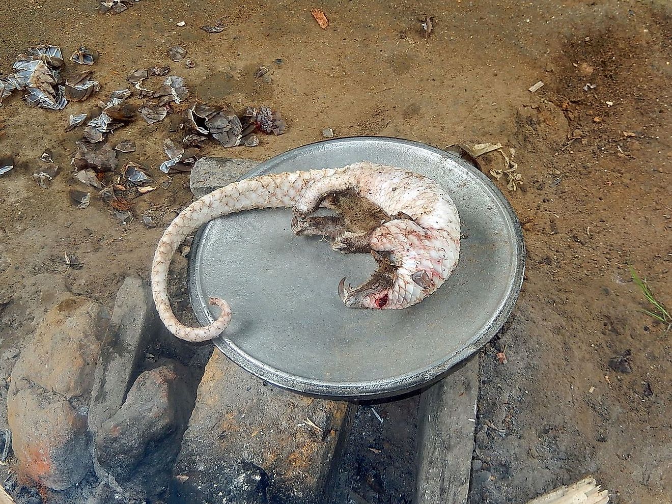 A poached pangolin prepared for cooking. Image credit: Eric Freyssinge/Wikimedia.org