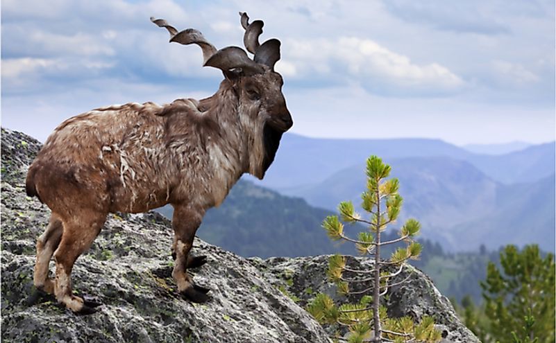 Markhor on rock in wildness area.