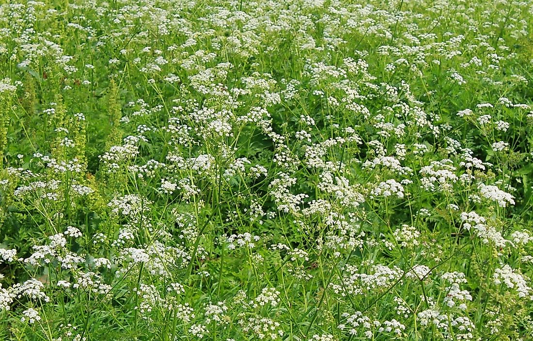Water hemlock is a type of poisonous plant commonly found in the United States. 