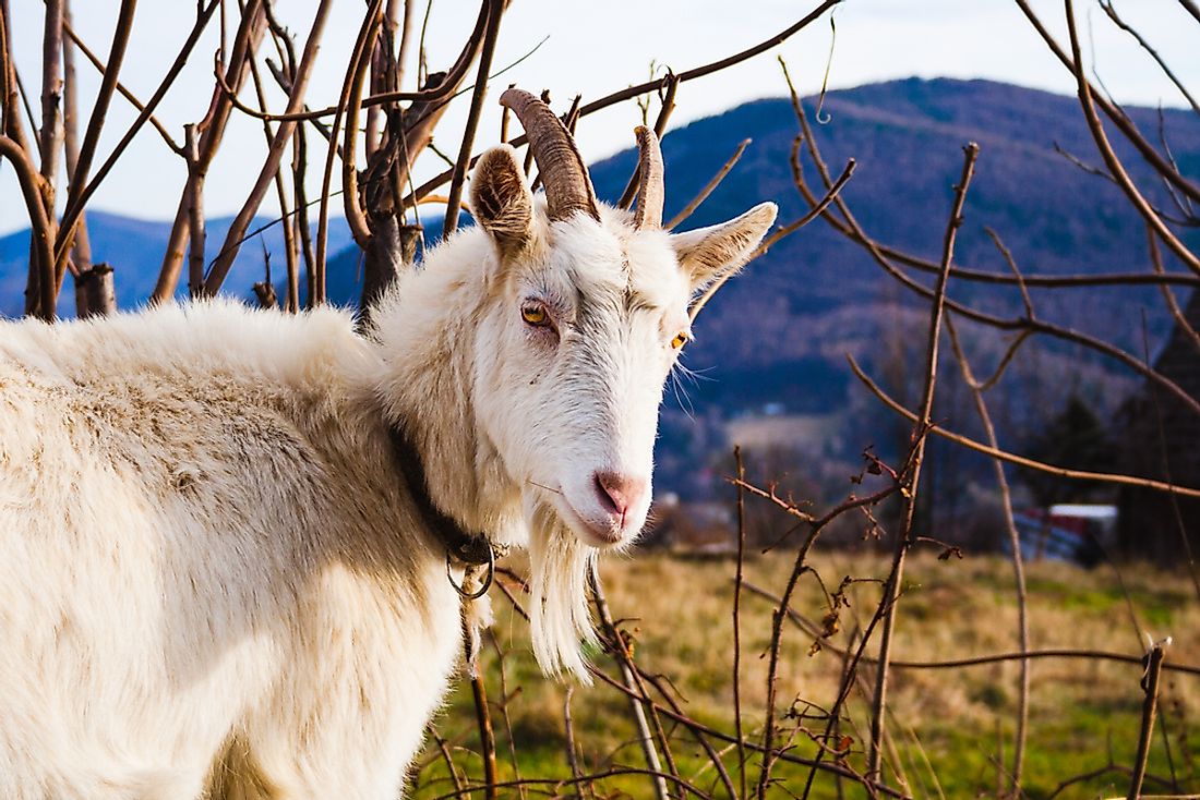 Goats are among the animals who have been domesticated by humans. 