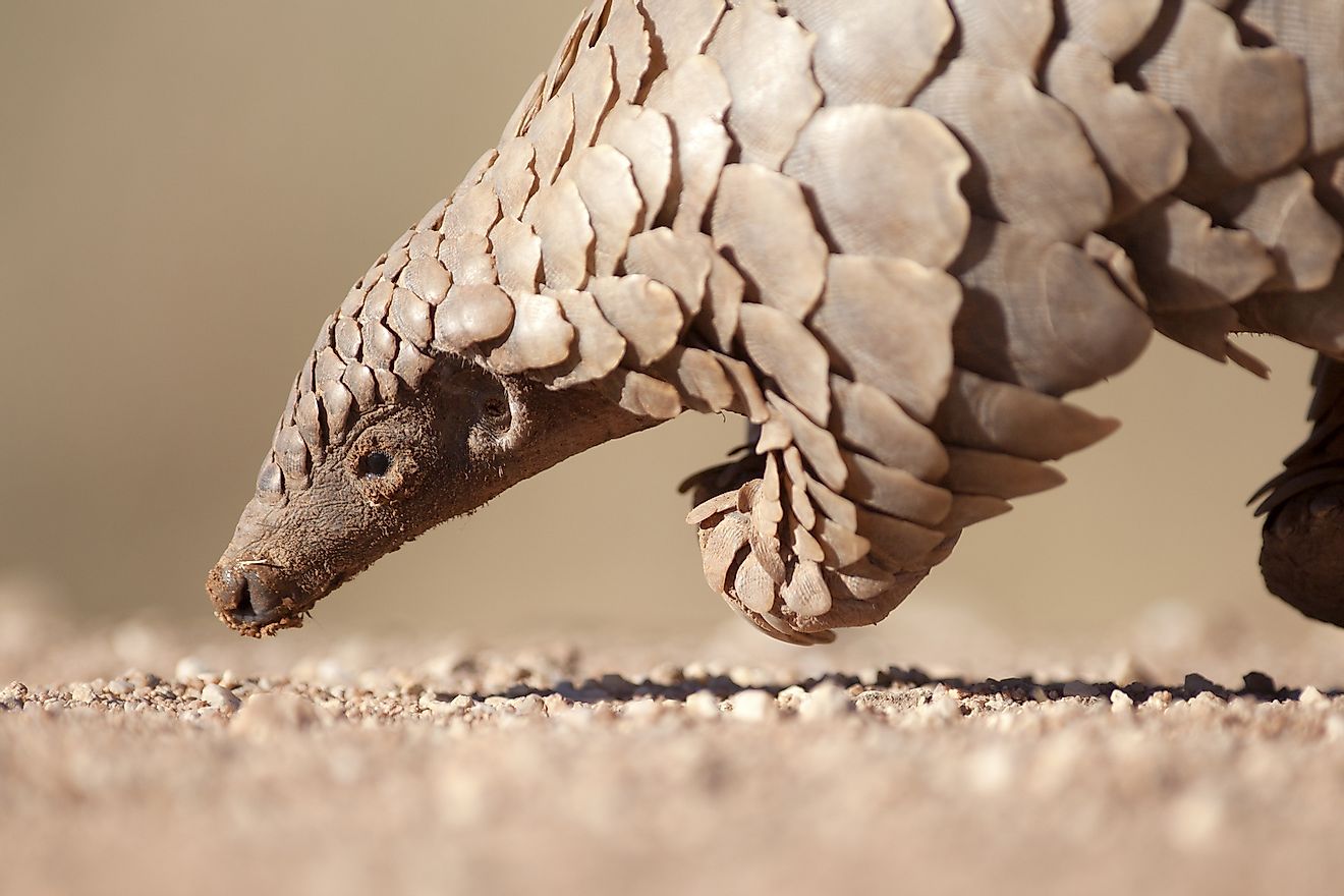 A pangolin hunting for ants on the ground.