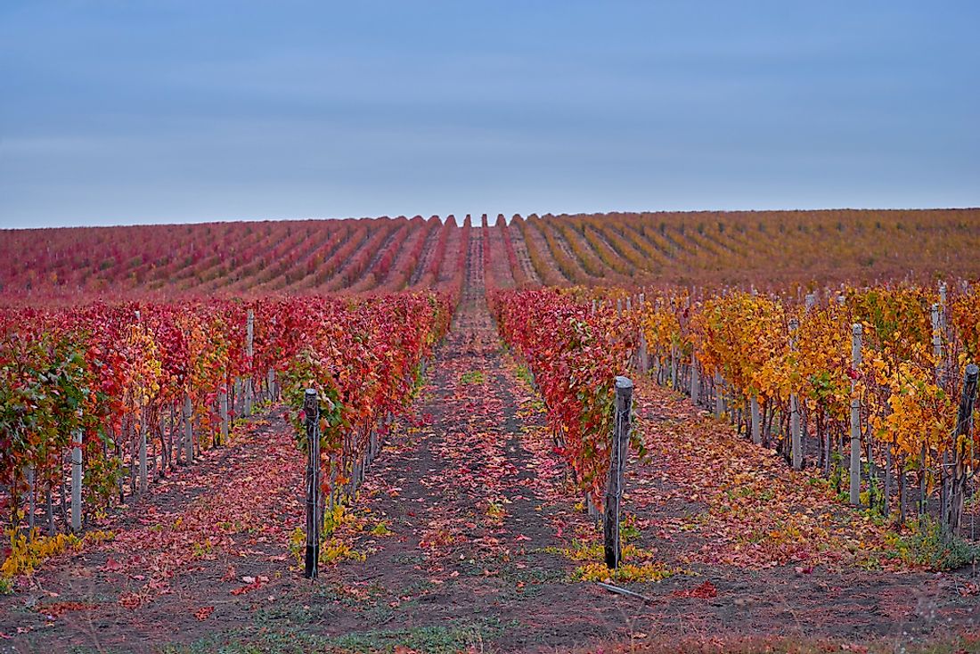 Rows of grapes during autumn at a Moldovan vineyard.