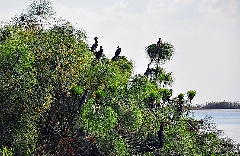 Reed Cormorants roost on papyrus in Zambia's Kafue National Park in the Central Zambezian Miombo woodlands region.