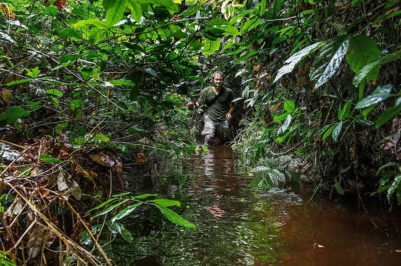 A man ventures into the Western Congolian Swamp Forests.