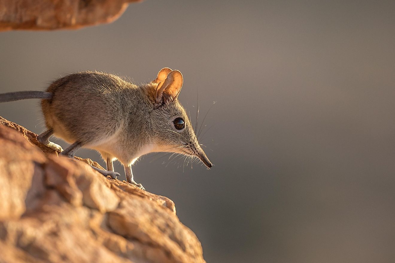 The elephant shrew can be found all over the southern parts of Africa, and they are small mammals that look similar to opossums but are actually closely related to elephants.